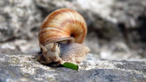 蜗牛图片