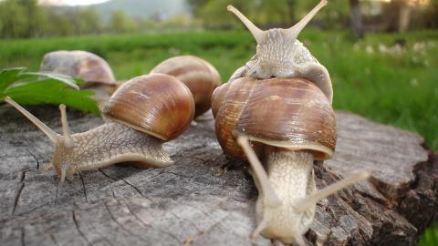 蜗牛图片