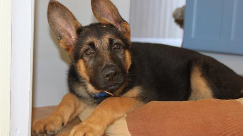 德国黑背犬图片大全