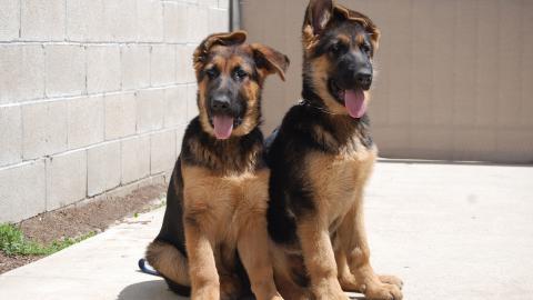 德国黑背犬图片大全