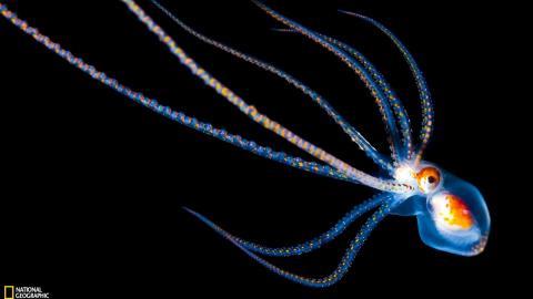 国家地理动物专辑图片