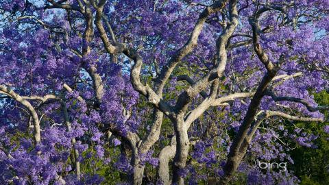 澳大利亚风景图片(bing)大全