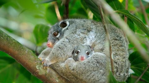 澳大利亚风景图片(bing)大全