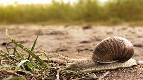 蜗牛图片