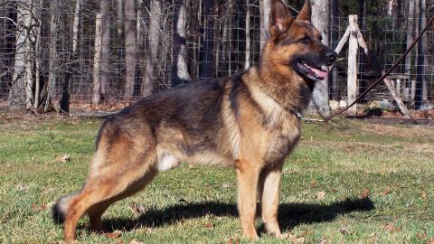 德国黑背犬图片大全