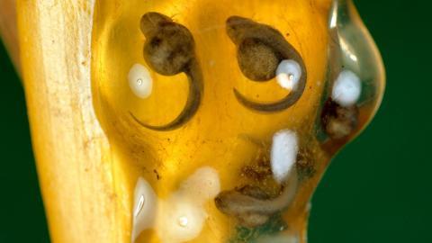 国家地理动物专辑图片