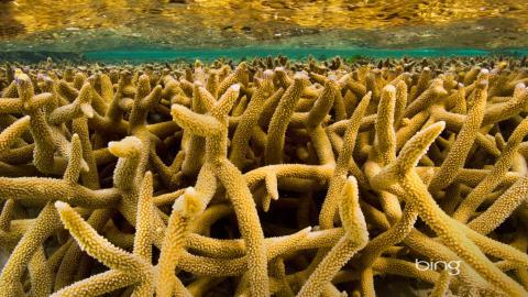 澳大利亚风景图片(bing)大全