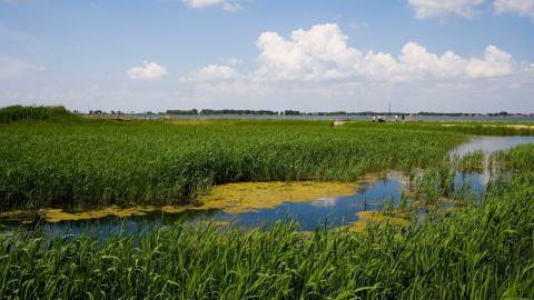 齐齐哈尔扎龙自然保护区风景图片大全
