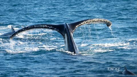 澳大利亚风景图片(bing)大全