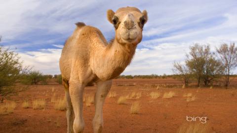 澳大利亚风景图片(bing)大全