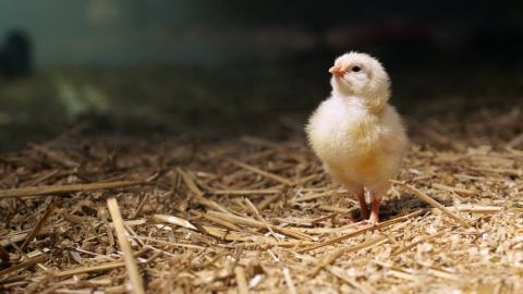 稚嫩可爱的小鸡图片