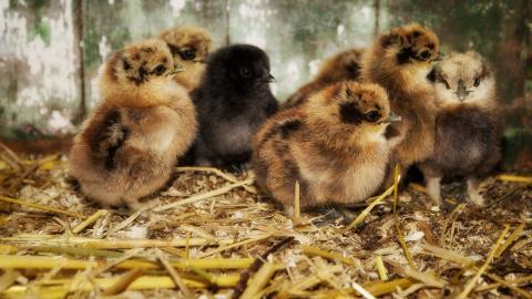 稚嫩可爱的小鸡图片