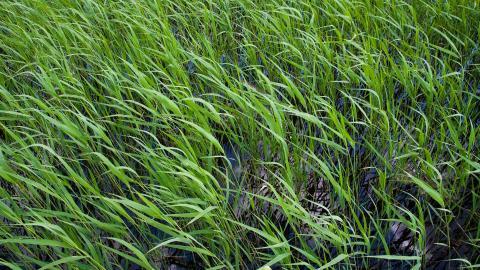 齐齐哈尔扎龙自然保护区风景图片大全