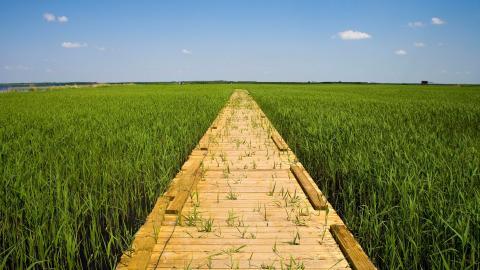 齐齐哈尔扎龙自然保护区风景图片大全