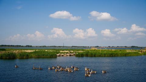 齐齐哈尔扎龙自然保护区风景图片大全