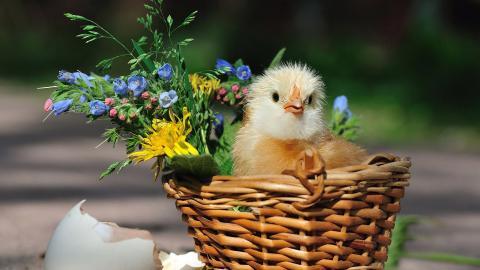 稚嫩可爱的小鸡图片