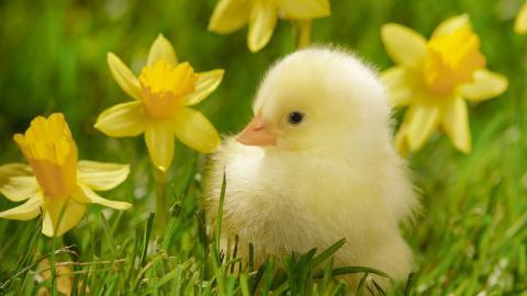 稚嫩可爱的小鸡图片
