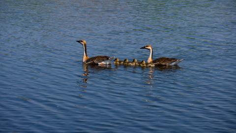 齐齐哈尔扎龙自然保护区风景图片大全