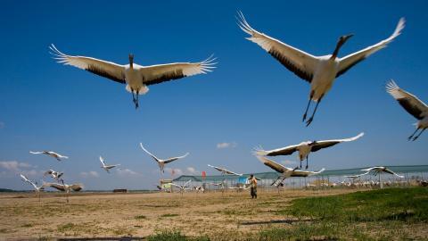 齐齐哈尔扎龙自然保护区风景图片大全
