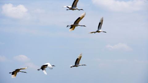 齐齐哈尔扎龙自然保护区风景图片大全