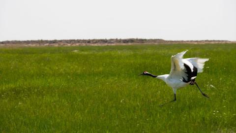 齐齐哈尔扎龙自然保护区风景图片大全