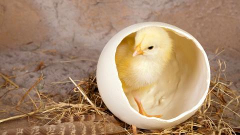 稚嫩可爱的小鸡图片