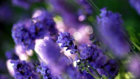 薰衣草花海花语图片