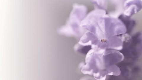 薰衣草花海花语图片