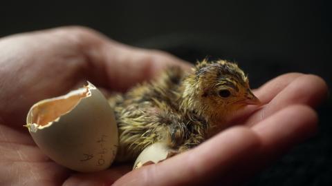 稚嫩可爱的小鸡图片