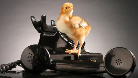 稚嫩可爱的小鸡图片