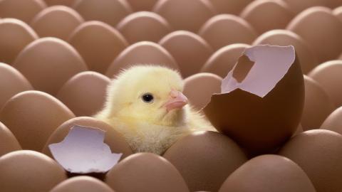 稚嫩可爱的小鸡图片