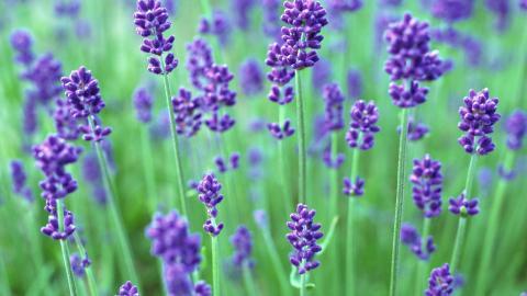 薰衣草花海花语图片