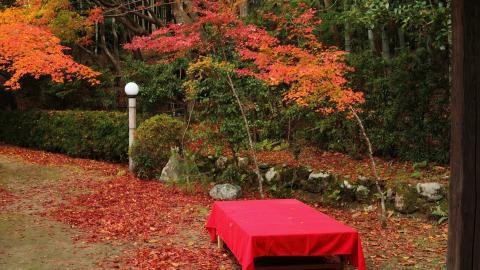 枫叶红叶满地风景图片