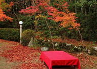 枫叶红叶满地风景图片