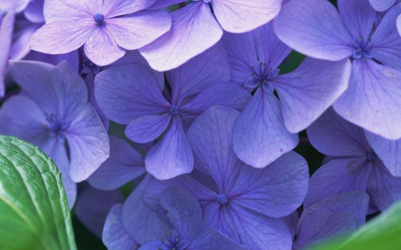 好看的紫色花丛图片大全