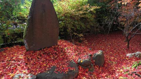 枫叶红叶满地风景图片