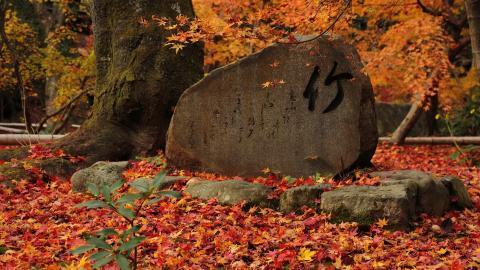 枫叶红叶满地风景图片