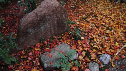 枫叶红叶满地风景图片
