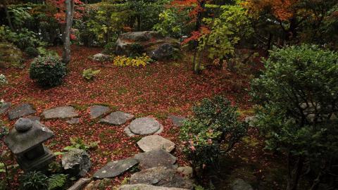 枫叶红叶满地风景图片