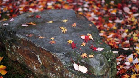 枫叶红叶满地风景图片