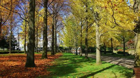 枫叶红叶满地风景图片
