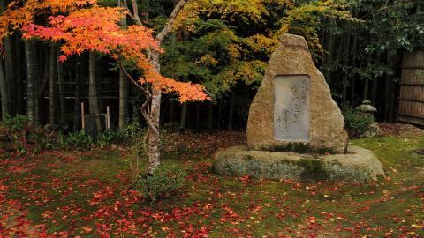 枫叶红叶满地风景图片