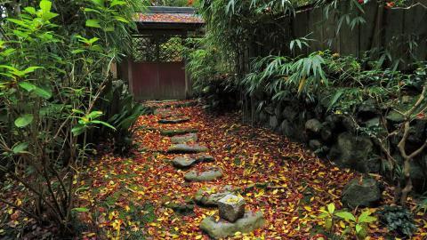 枫叶红叶满地风景图片