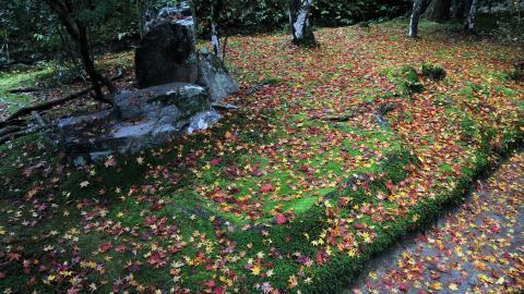 枫叶红叶满地风景图片