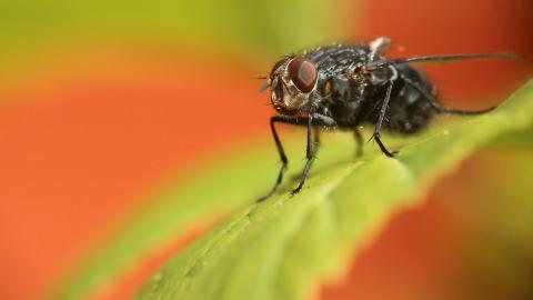 昆虫苍蝇图片