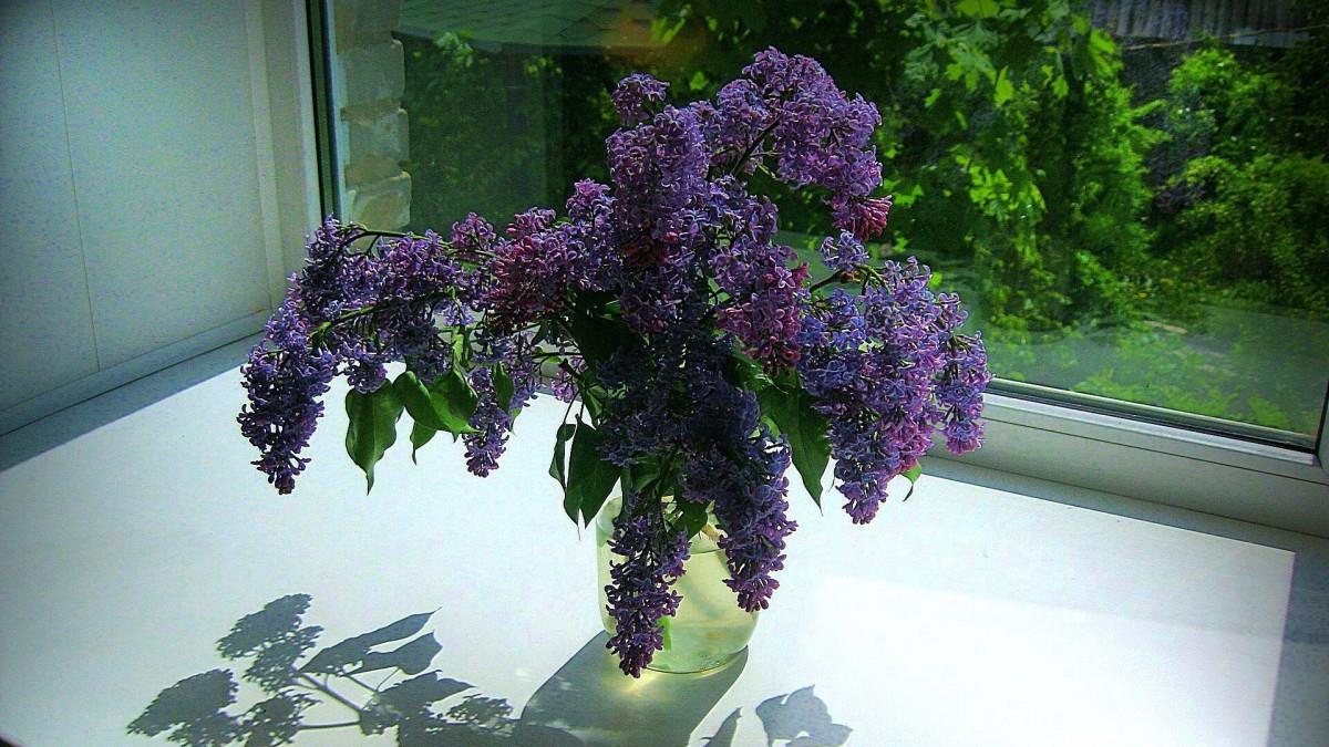 清雅的丁香花图片