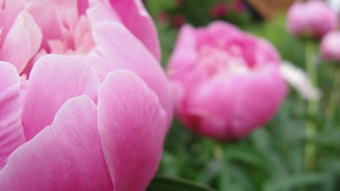 高贵牡丹花图片