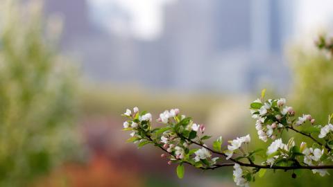 清新苹果花朵图片