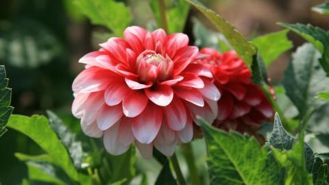 高贵牡丹花图片