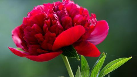 高贵牡丹花图片